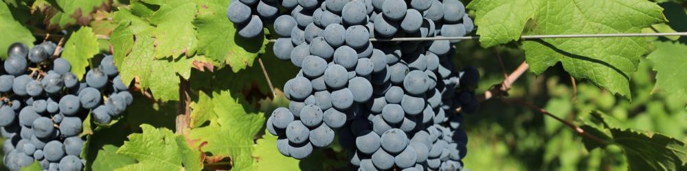 Cabernet Franc