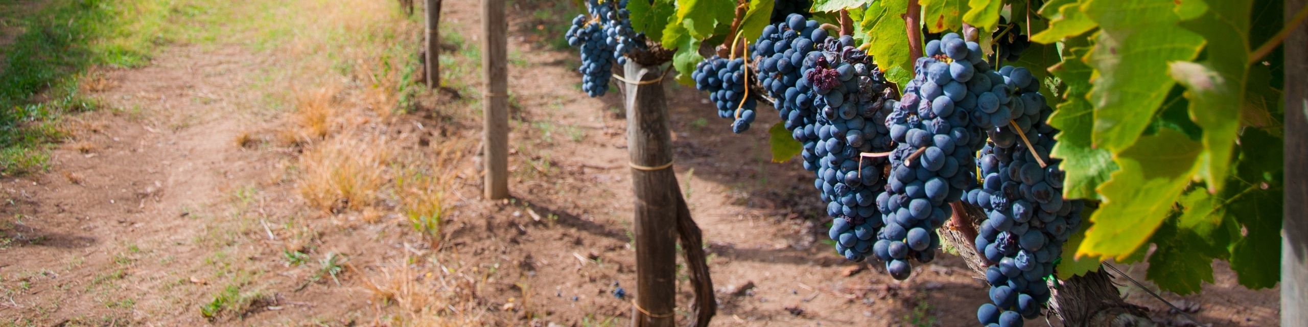 Aglianico