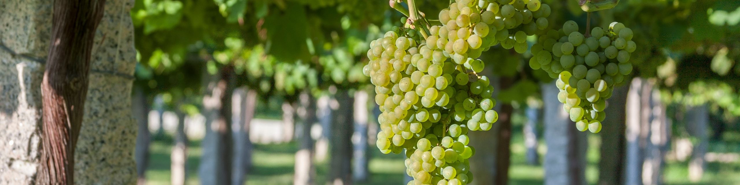 Albariño
