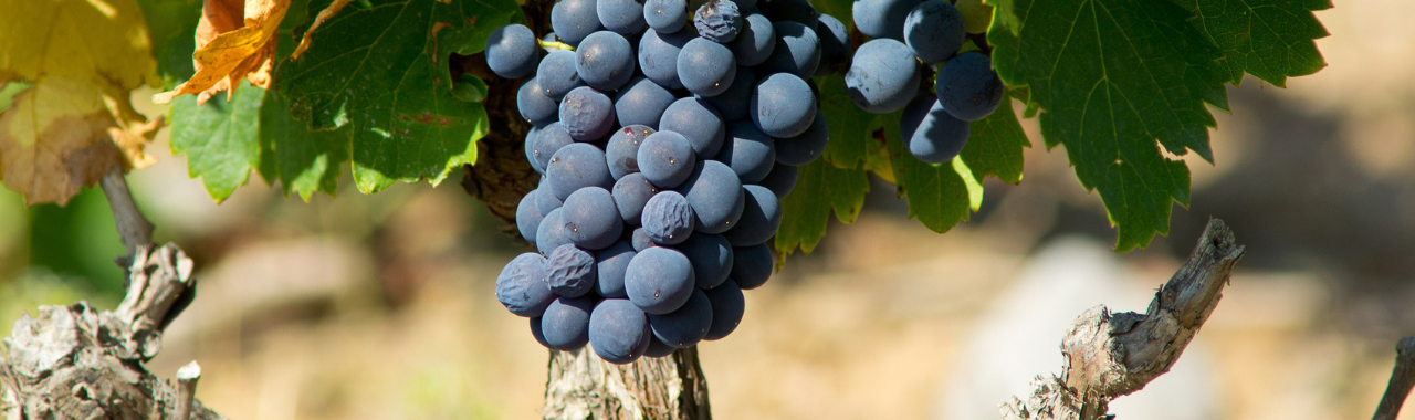 Alicante Bouschet