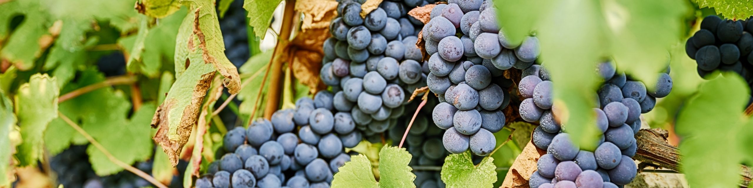 Barbera