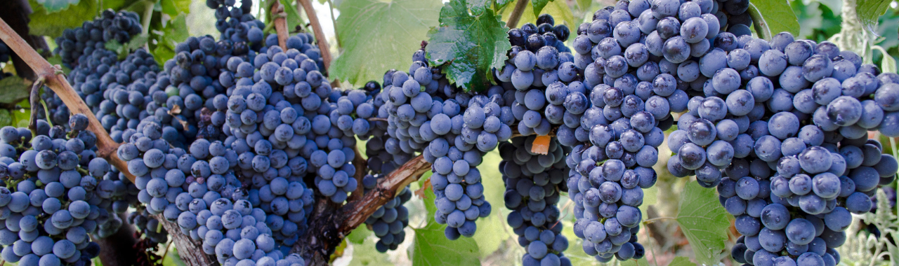 Brachetto