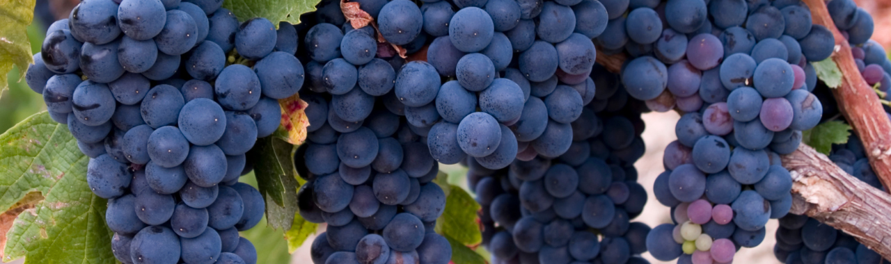 Brown Muscat