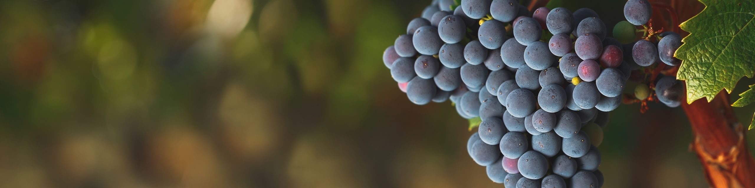 Cabernet Sauvignon