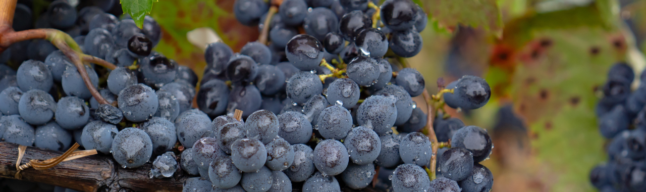 Carignan