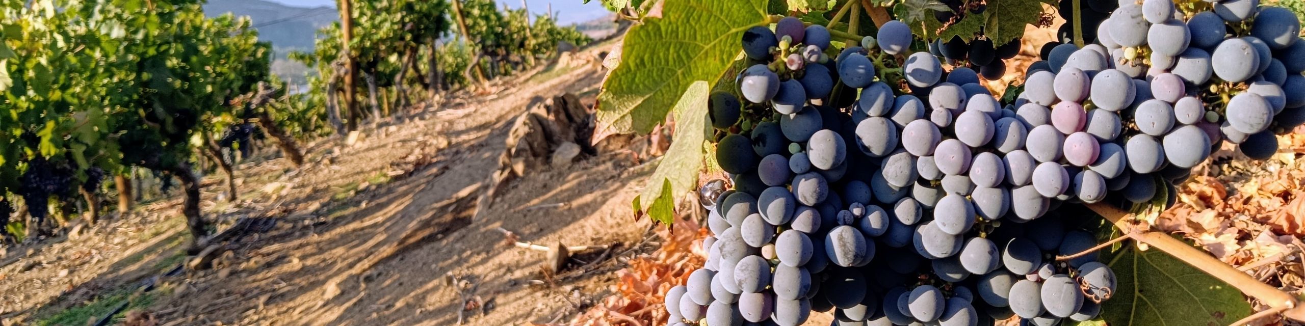 Carménère