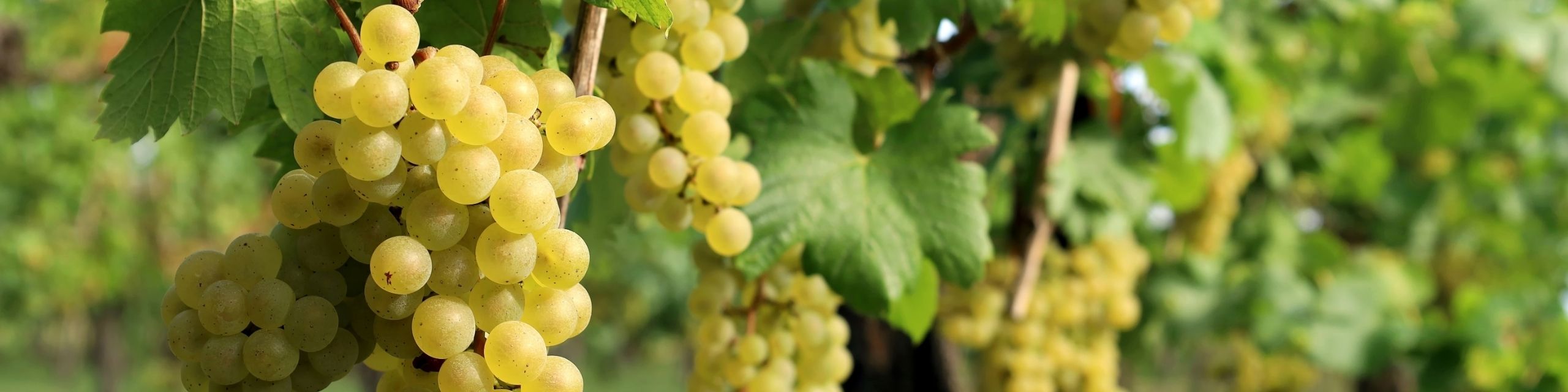 Chardonnay
