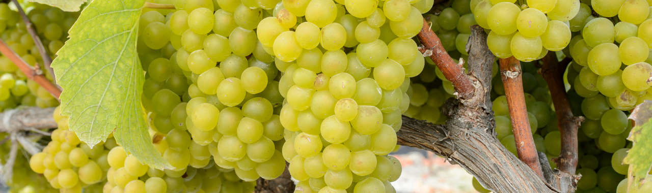 Chardonnay Musque