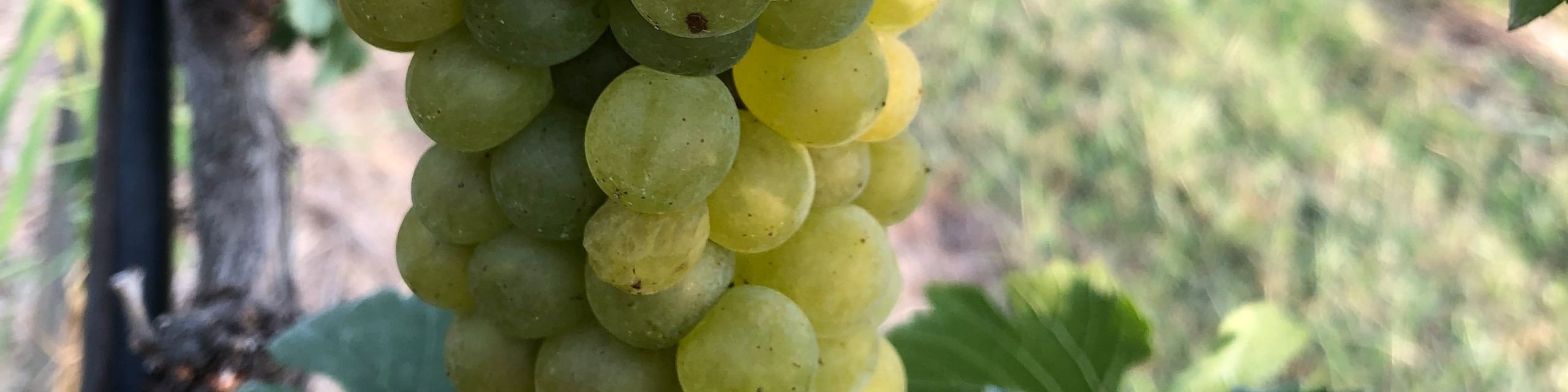 Chenin Blanc