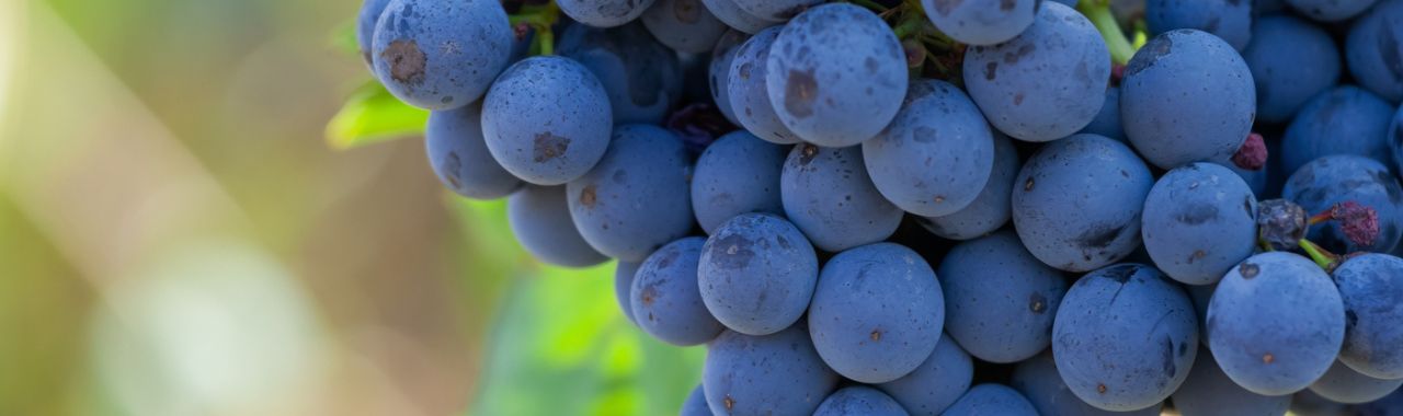 Cinsault