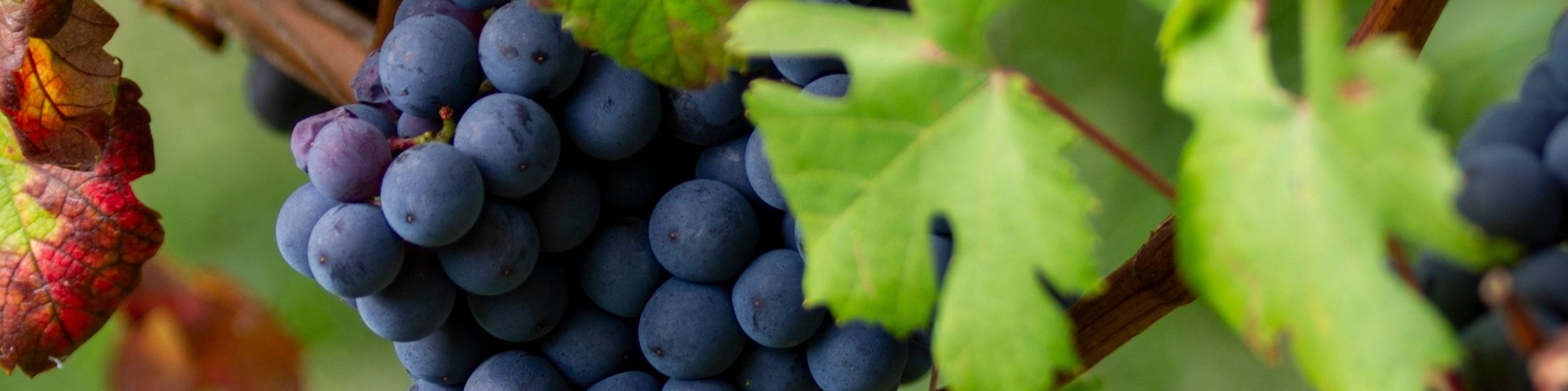 Dolcetto