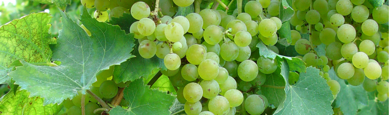 Falanghina