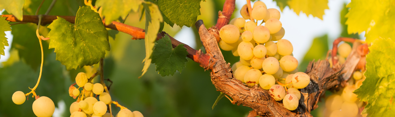 Fiano