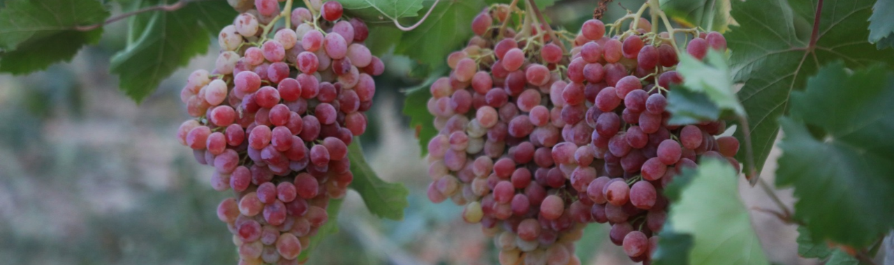 Fragola