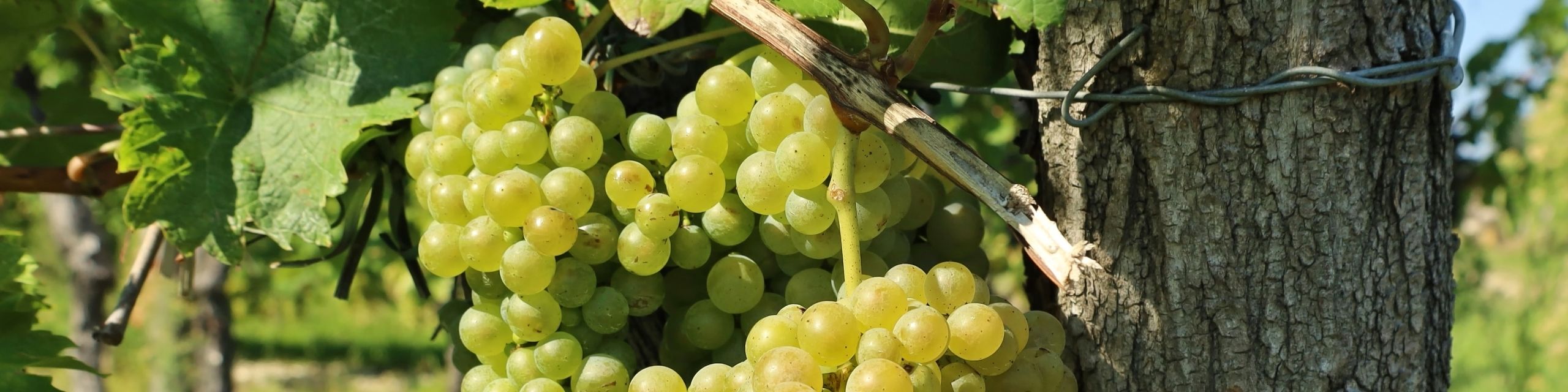 Friulano