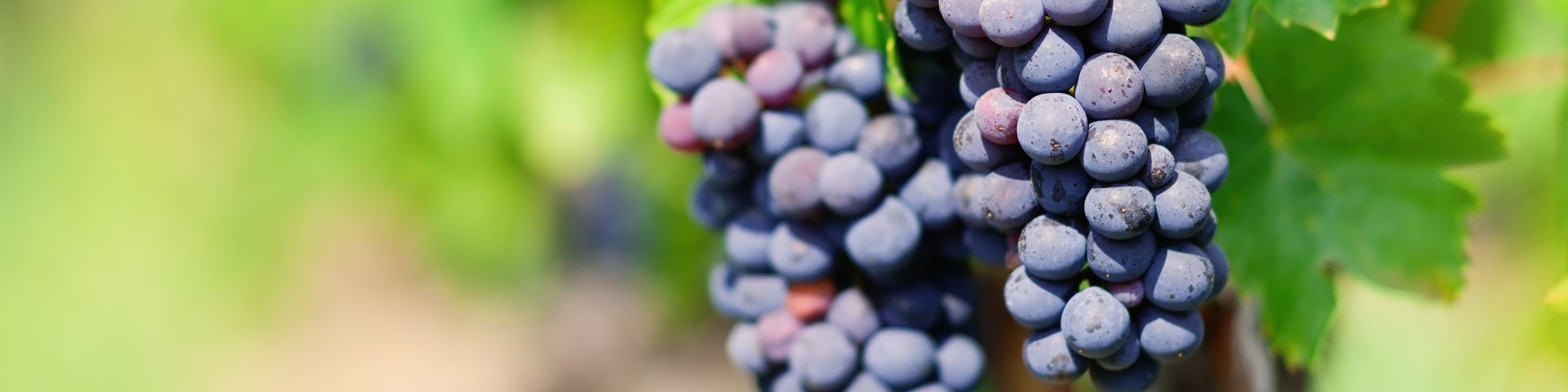 Gamay