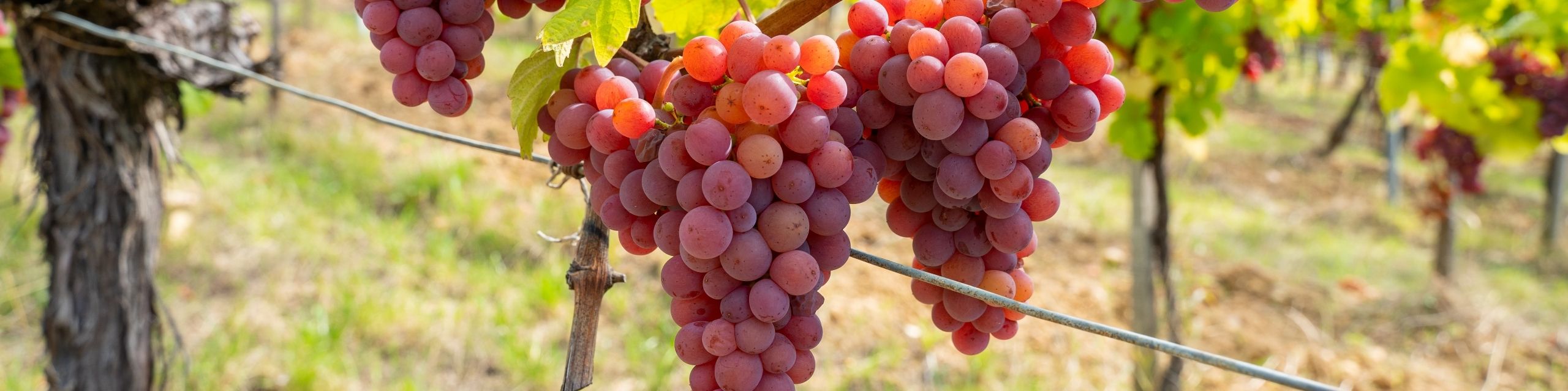 Gewürztraminer