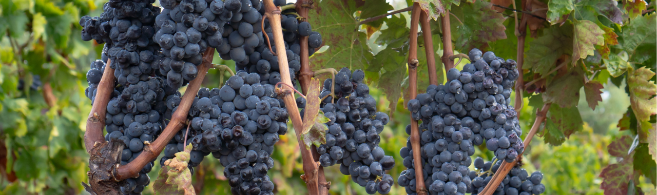 Graciano