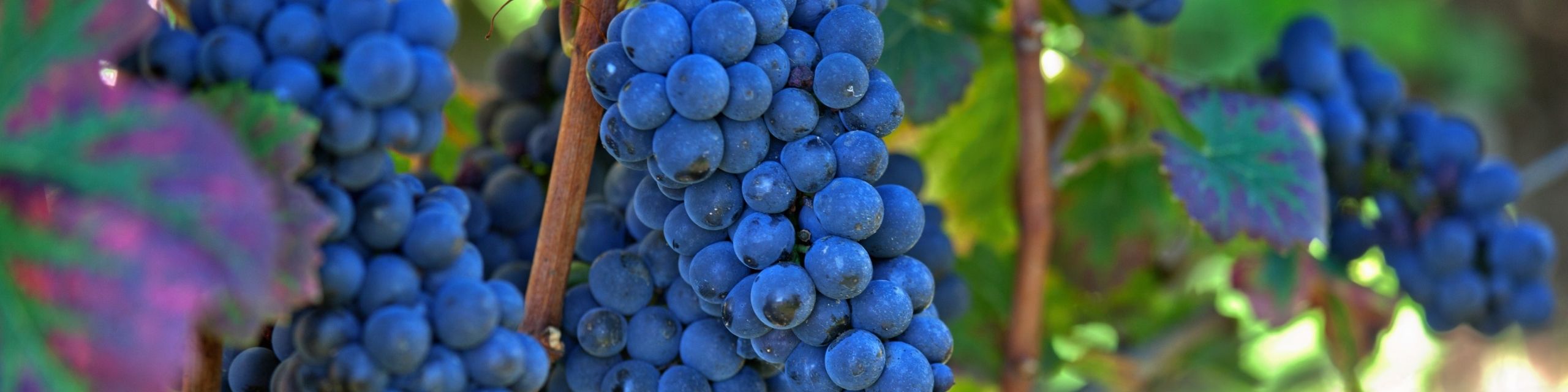Grenache
