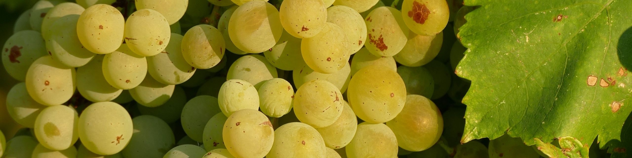 Grenache Blanc