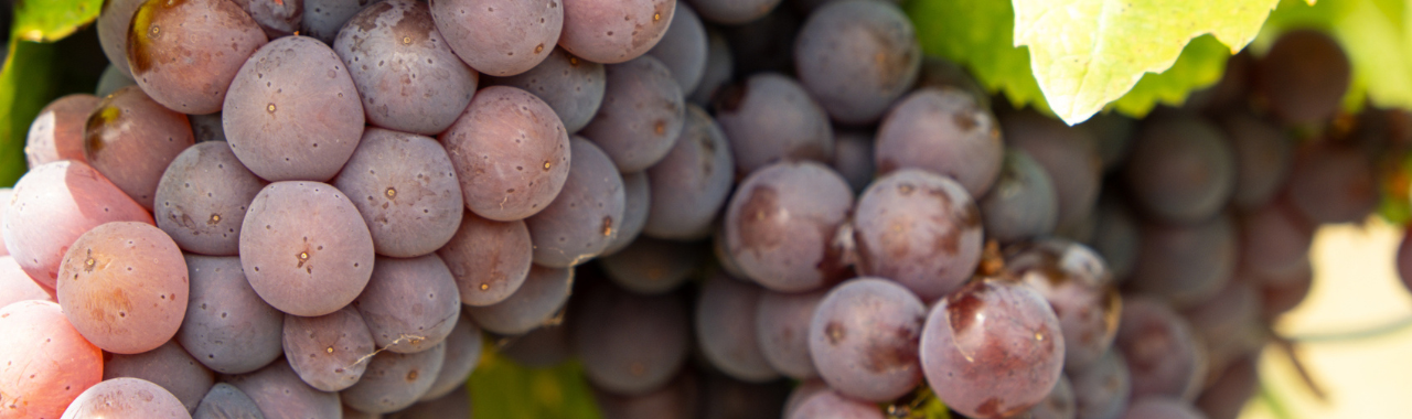 Grenache Gris