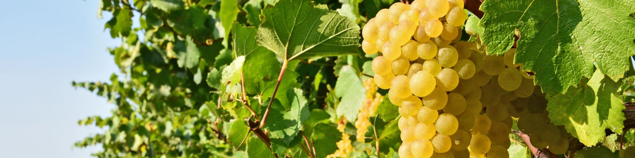 Grüner Veltliner
