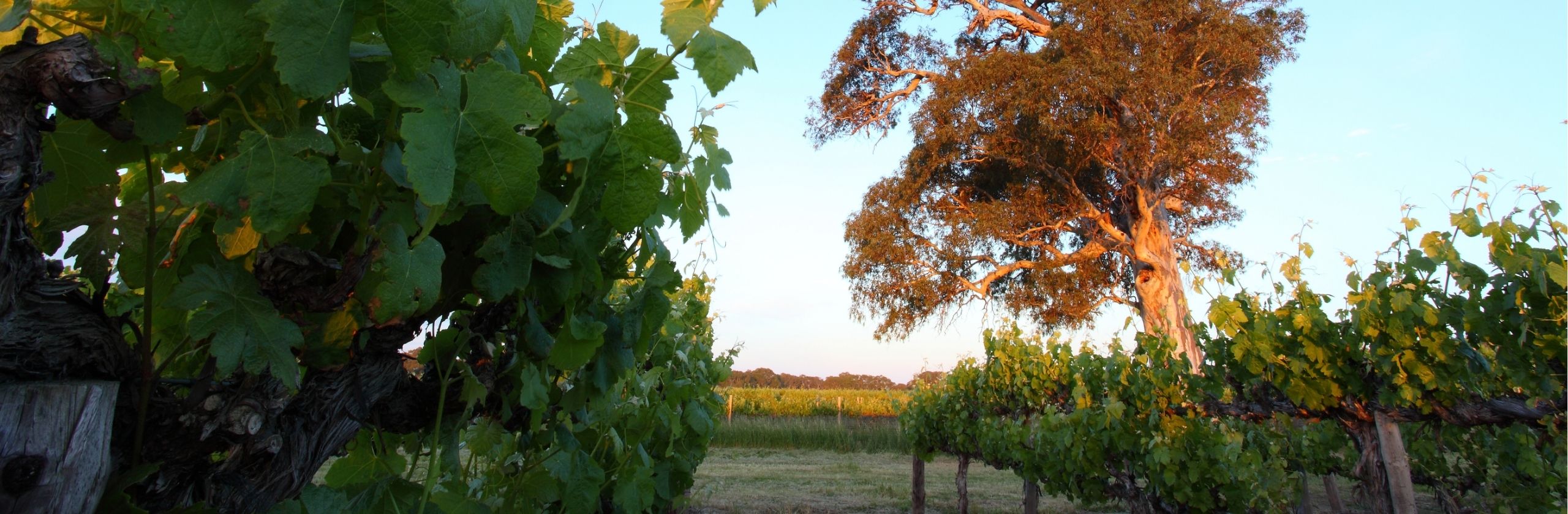 Langhorne Creek
