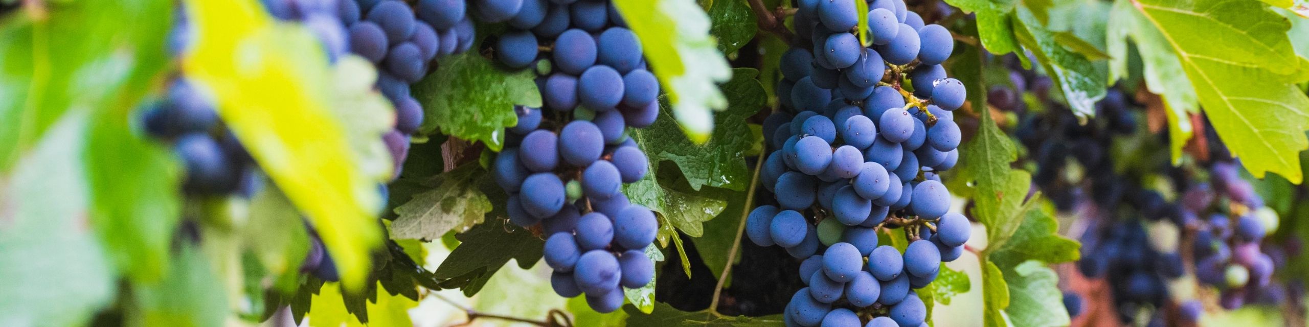 Malbec