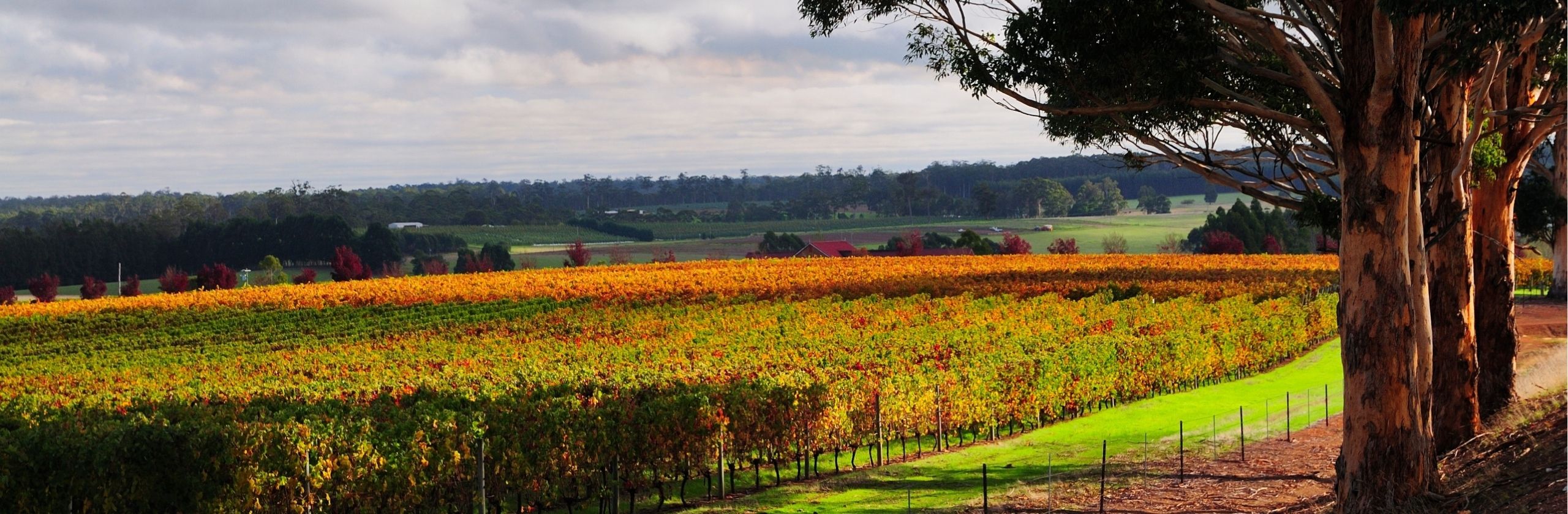 Manjimup