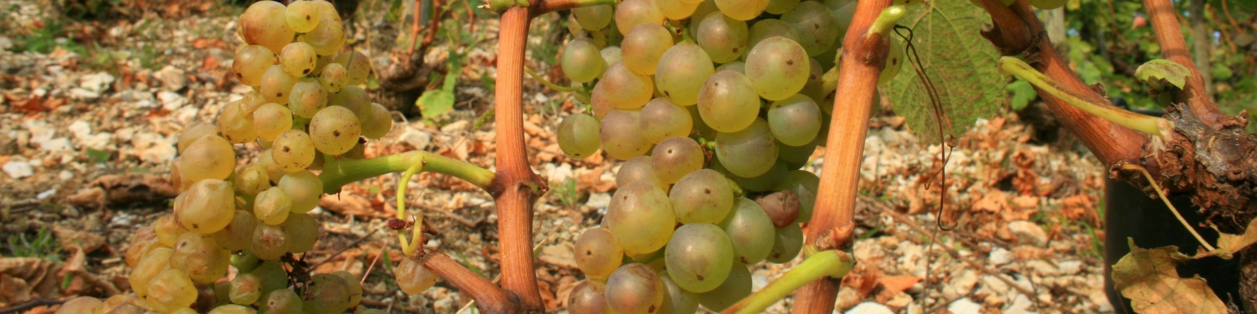 Marsanne