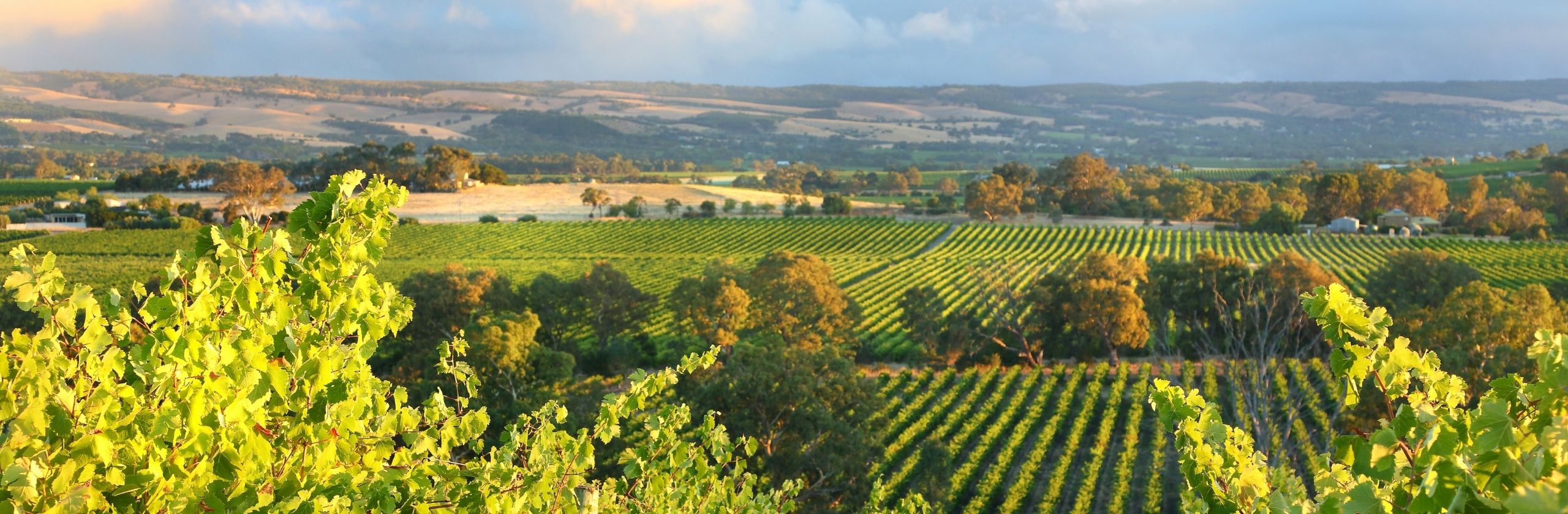McLaren Vale