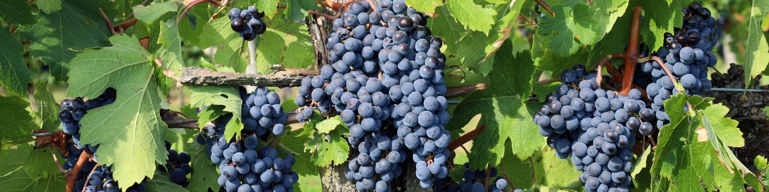 Merlot