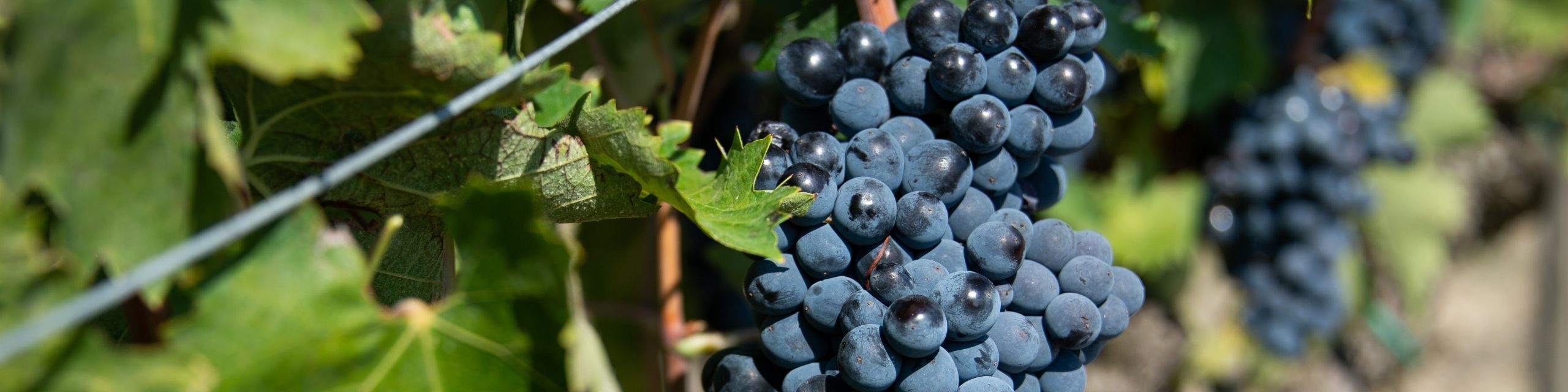 Montepulciano