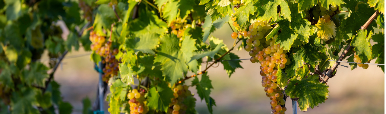 Moscato