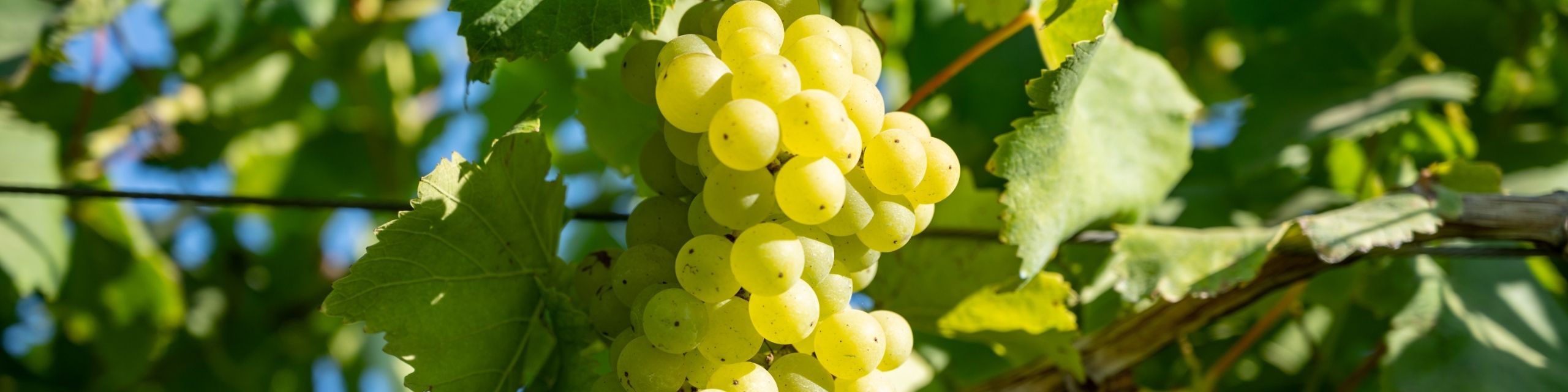 Muscat Blanc