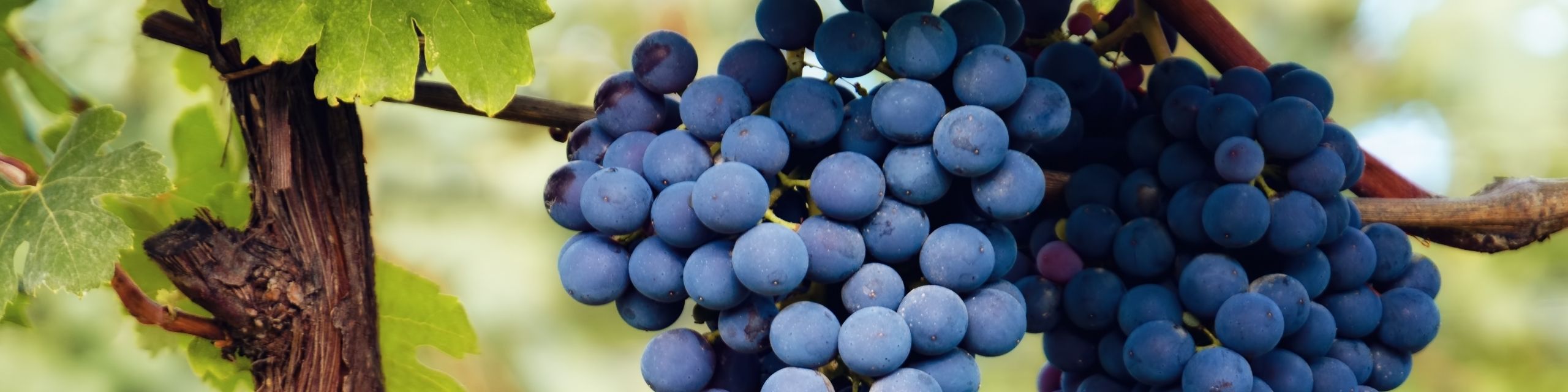 Nebbiolo