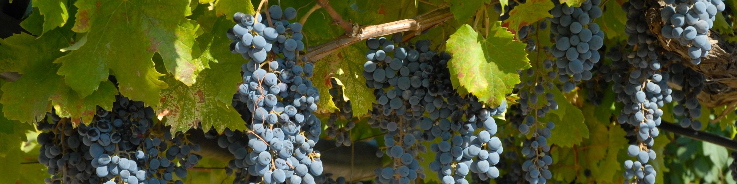 Nero d'Avola