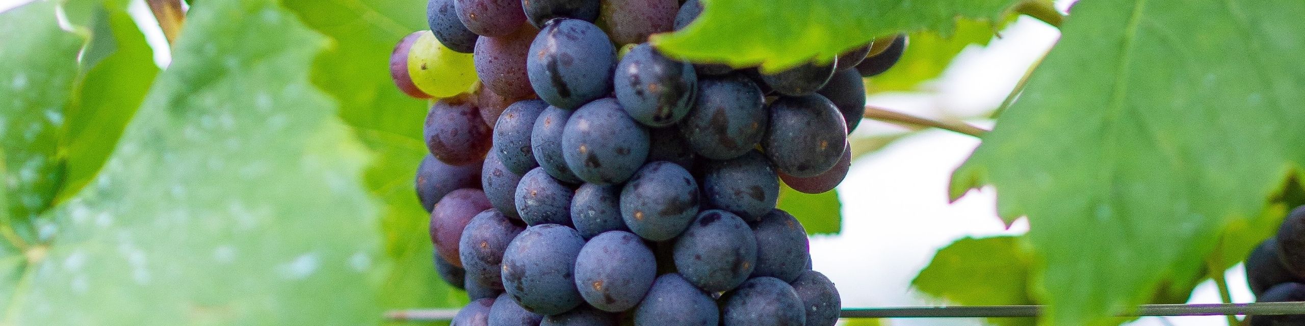 Petit Verdot