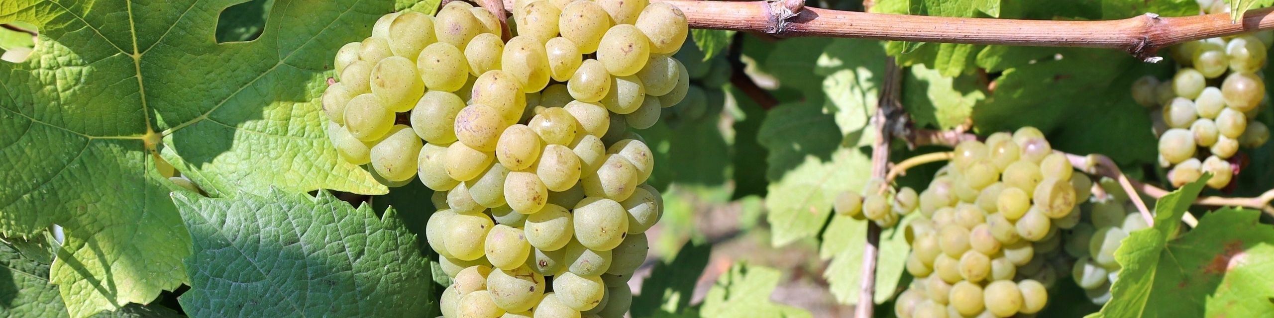Pinot Blanc