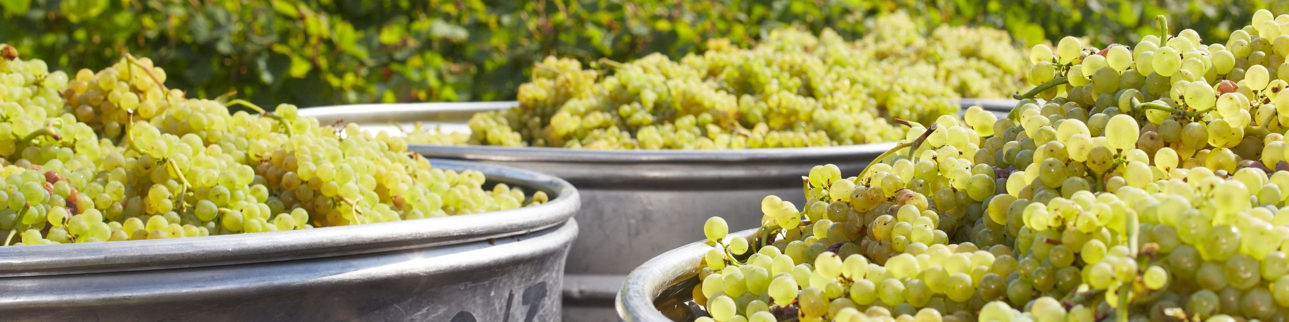Pinot Gris