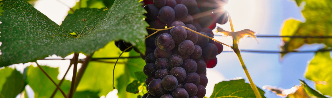 Pinot Meunier