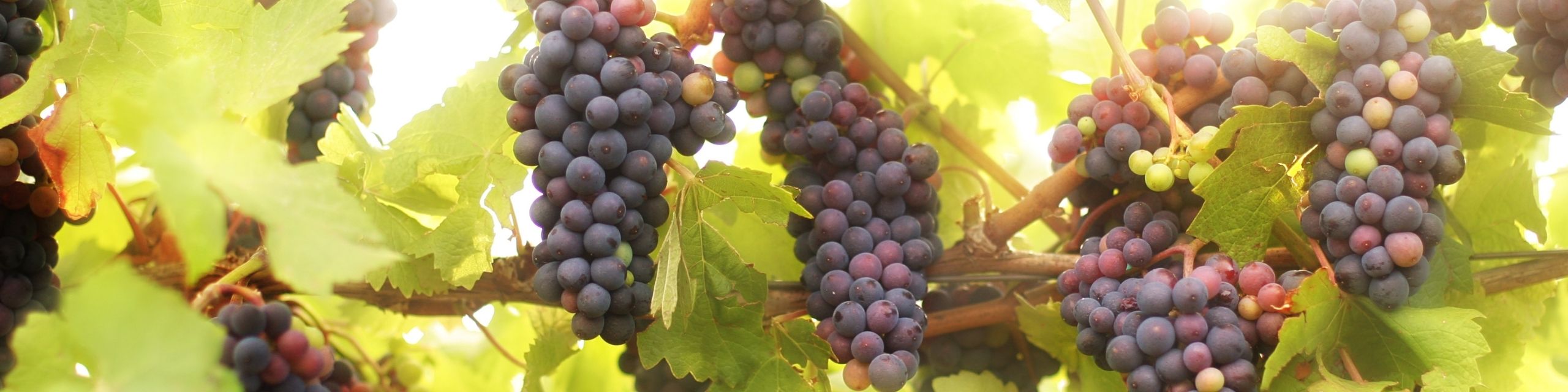 Pinot Noir