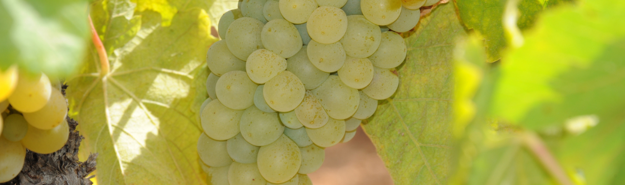Piquepoul Blanc