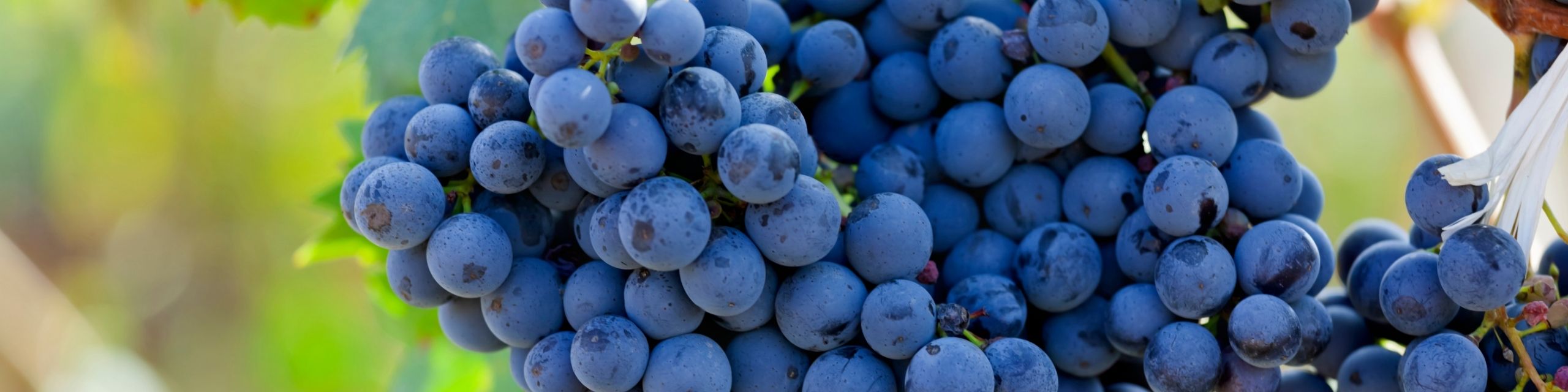 Primitivo