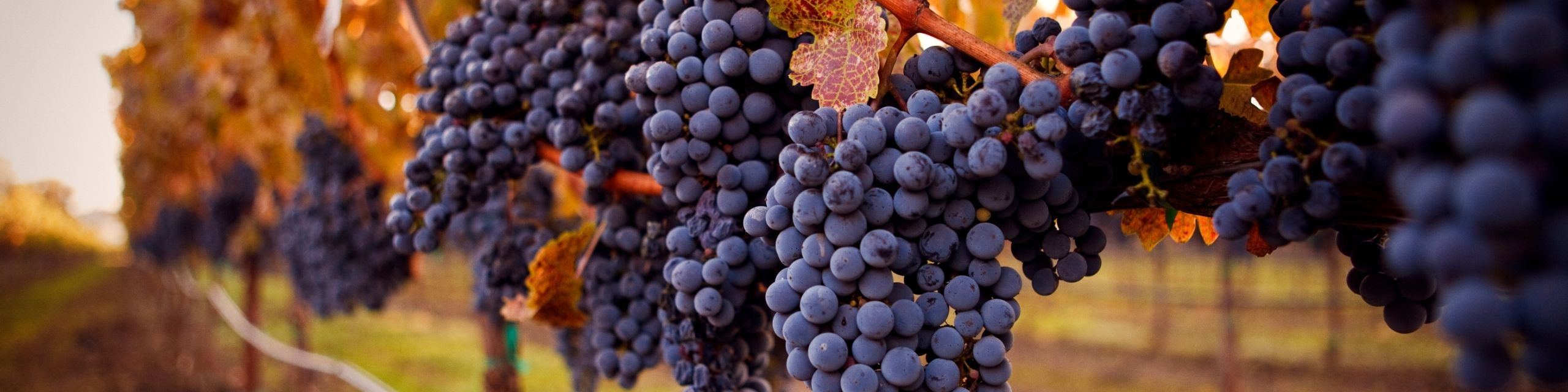 Red Wine
