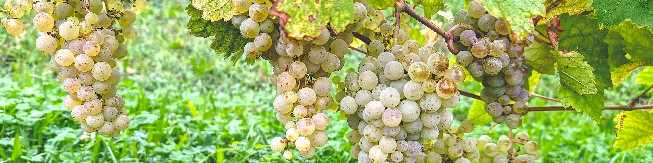 Riesling