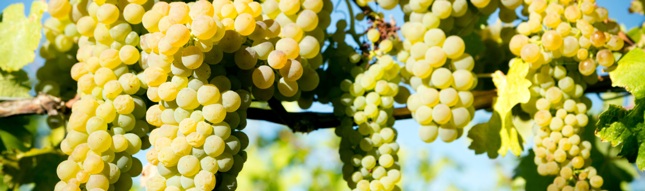 Roussanne