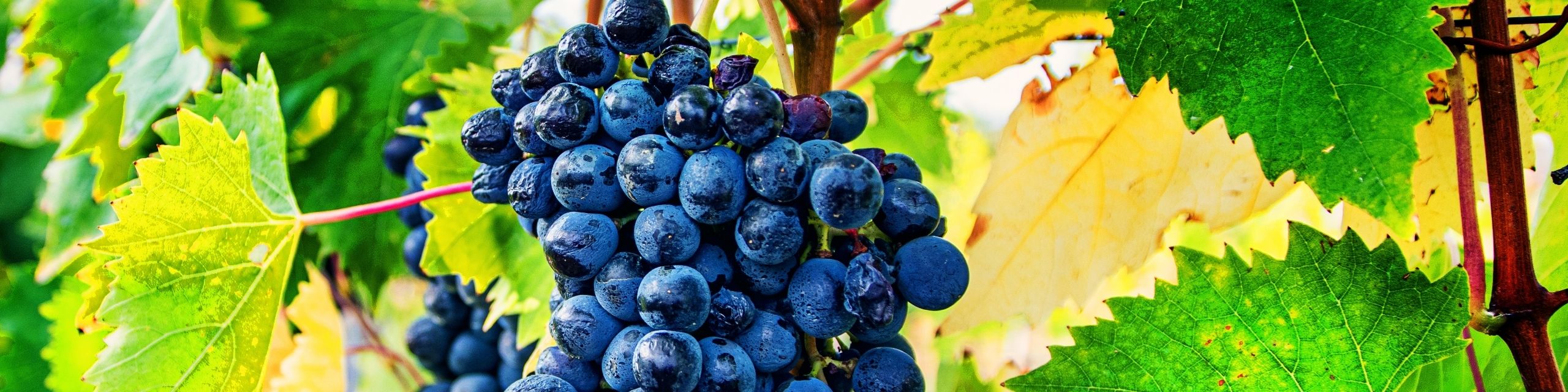 Sagrantino