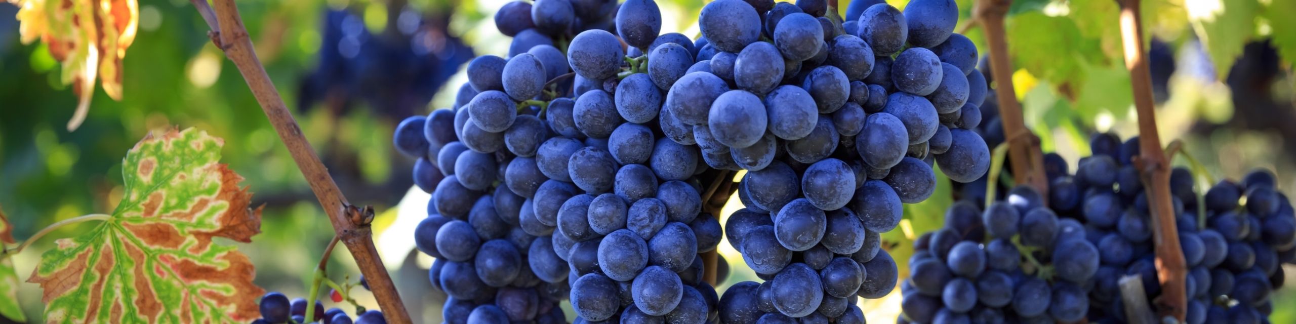 Sangiovese