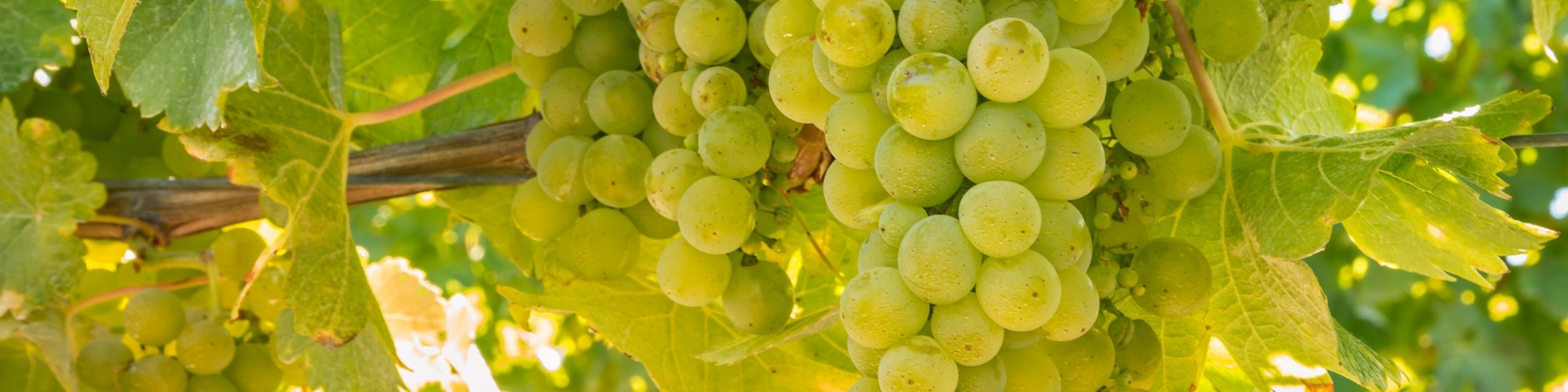 Sauvignon Blanc